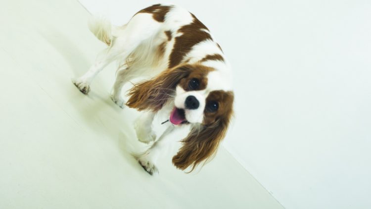 Haustiere in der Großstadt